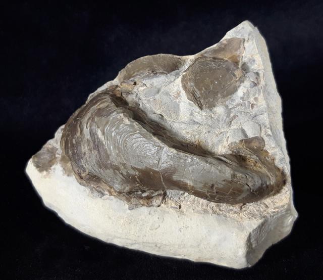 Hornesia socialis (SCHLOTHEIM 1820)  - Bild © FossNet FossilienStore